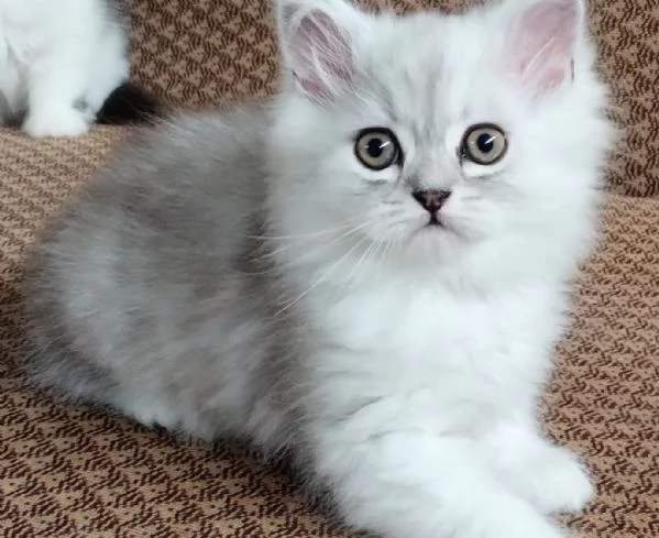 Cucciolo di persiani normotipici chinchilla  MASCHIO | Foto 0