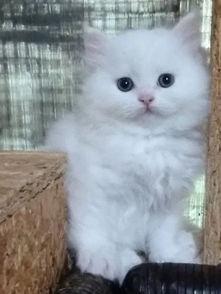 Gattina cucciola di persiani normotipici femmina 