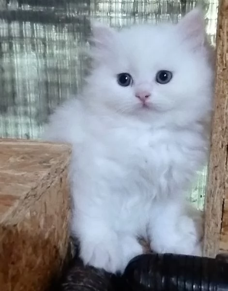 Gattina cucciola di persiani normotipici femmina  | Foto 6