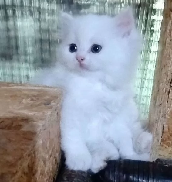 Gattina cucciola di persiani normotipici femmina  | Foto 5