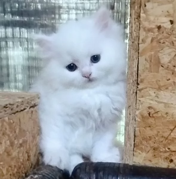 Gattina cucciola di persiani normotipici femmina  | Foto 4