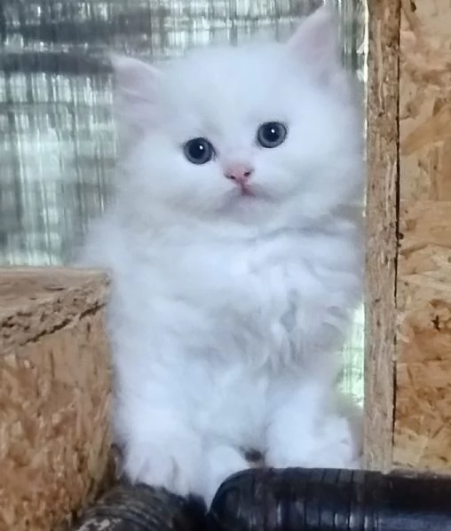 Gattina cucciola di persiani normotipici femmina  | Foto 3
