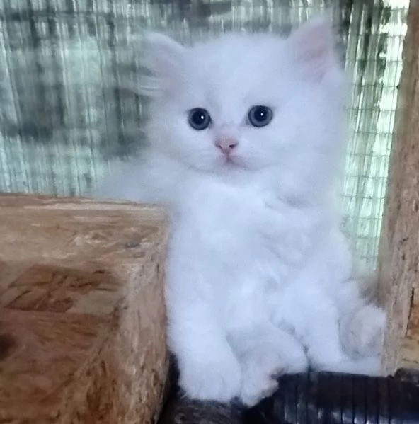 Gattina cucciola di persiani normotipici femmina  | Foto 2