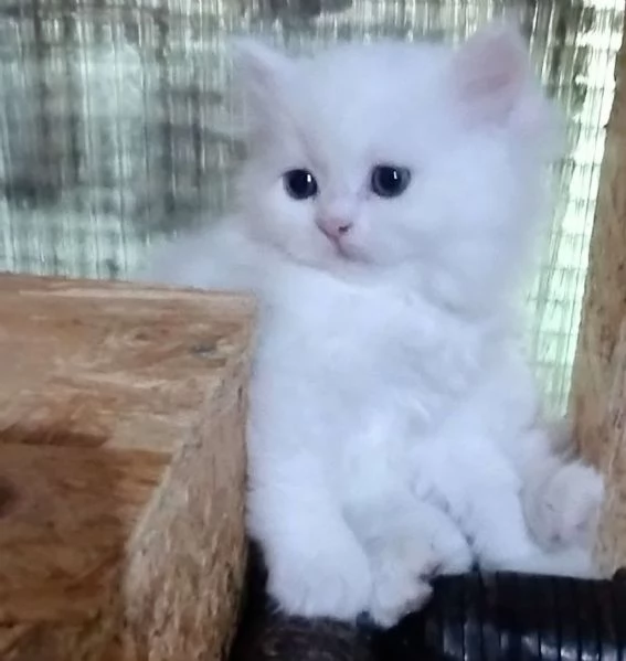 Gattina cucciola di persiani normotipici femmina  | Foto 1