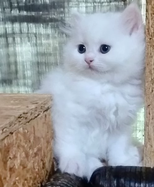 Gattina cucciola di persiani normotipici femmina  | Foto 0