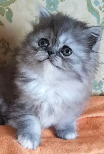 Gattina figlia di persiani femmina | Foto 5