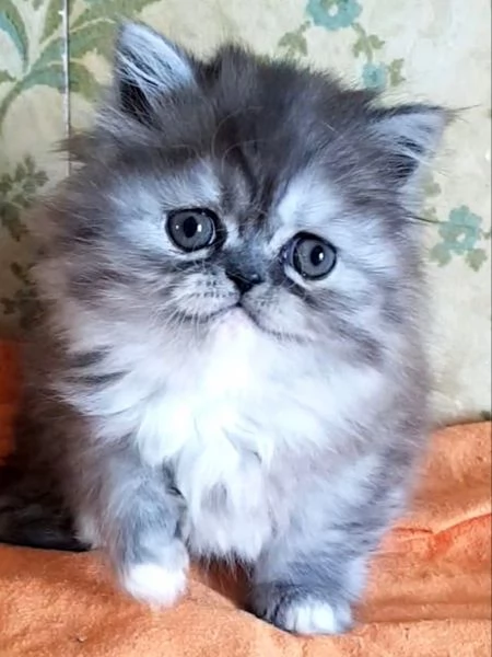 Gattina figlia di persiani femmina