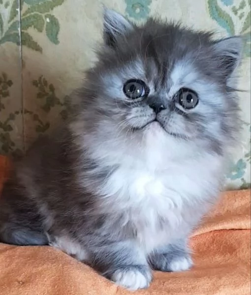 Gattina figlia di persiani femmina | Foto 3