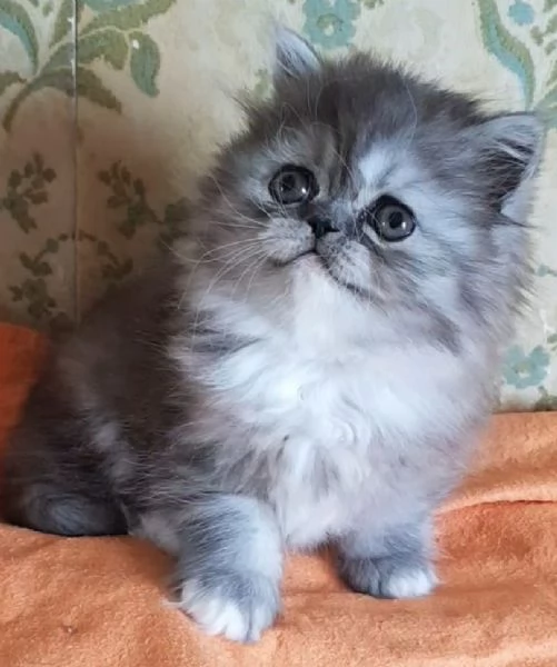 Gattina figlia di persiani femmina | Foto 2