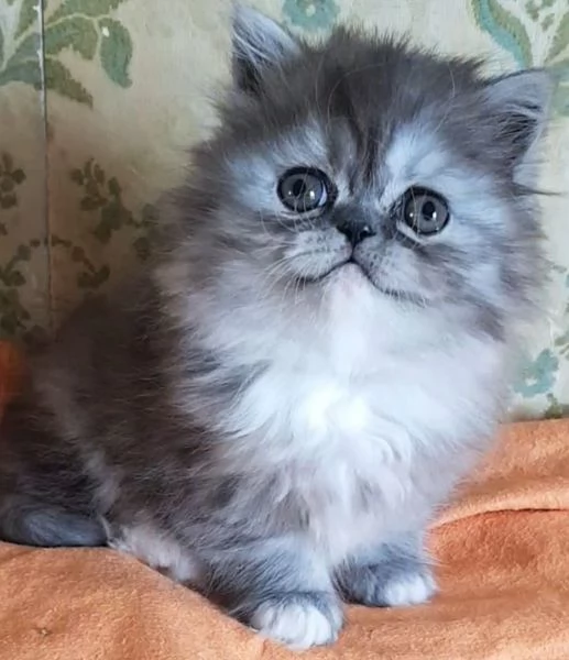 Gattina figlia di persiani femmina | Foto 1