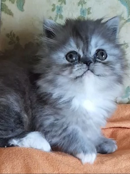 Gattina figlia di persiani femmina | Foto 0