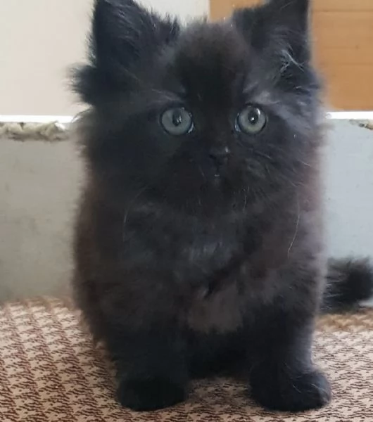 Gattina femmina figlia di persiani  | Foto 2