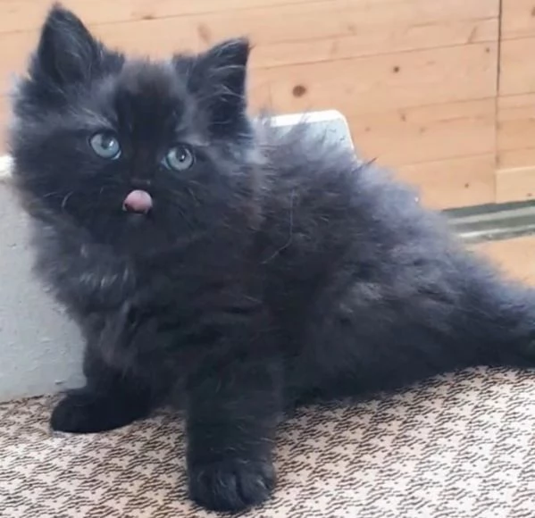 Gattina femmina figlia di persiani 