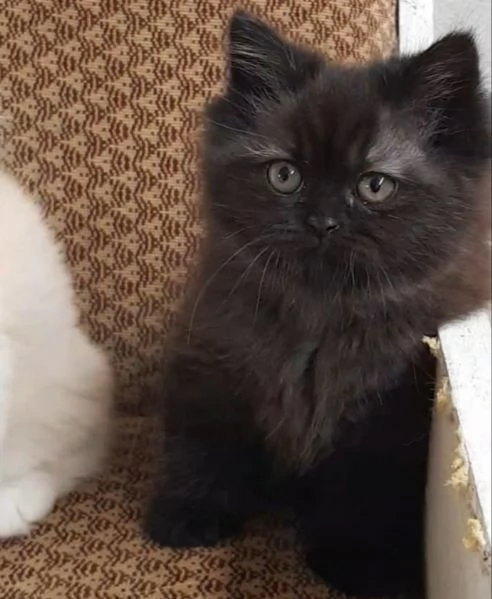 Gattina femmina figlia di persiani  | Foto 0