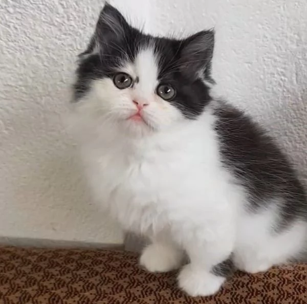 Cucciole figlie di persiani normotipici femmine | Foto 6