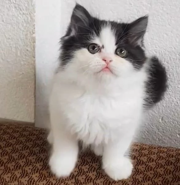 Cucciole figlie di persiani normotipici femmine | Foto 5