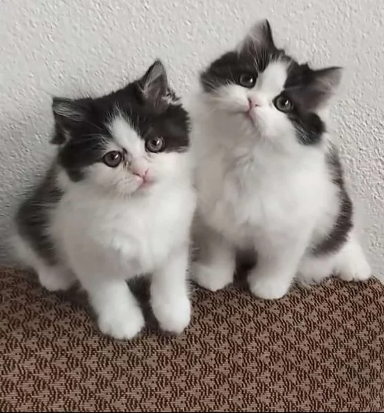 Cucciole figlie di persiani normotipici femmine