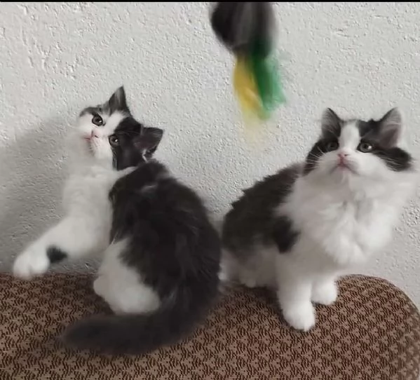 Cucciole figlie di persiani normotipici femmine | Foto 3