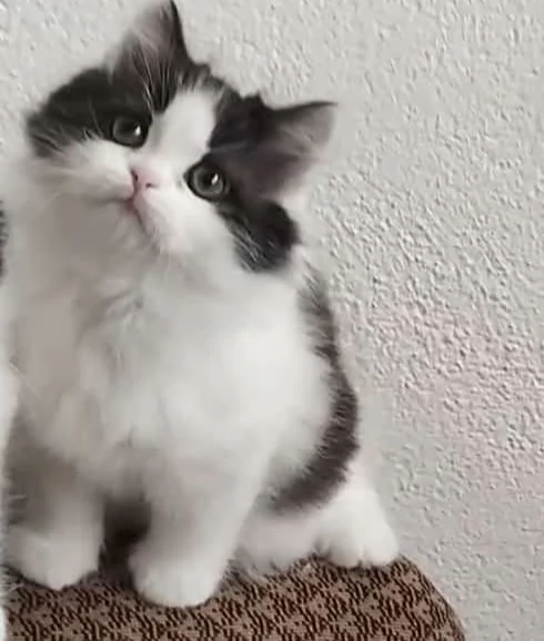Cucciole figlie di persiani normotipici femmine | Foto 2