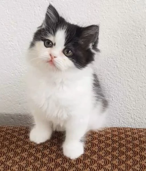 Cucciole figlie di persiani normotipici femmine | Foto 1