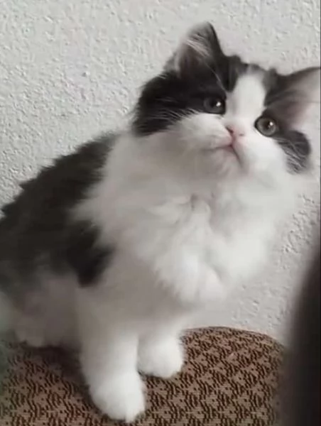 Cucciole figlie di persiani normotipici femmine | Foto 0