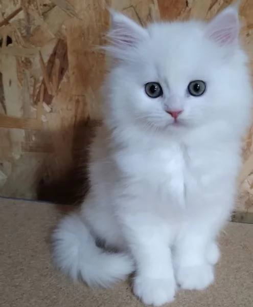Gattino figlio di persiani normotipici maschio  | Foto 5