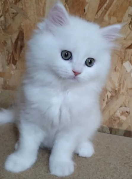Gattino figlio di persiani normotipici maschio  | Foto 3