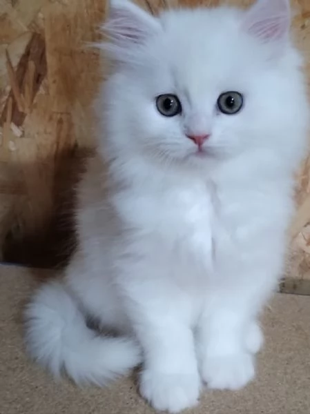 Gattino figlio di persiani normotipici maschio  | Foto 2