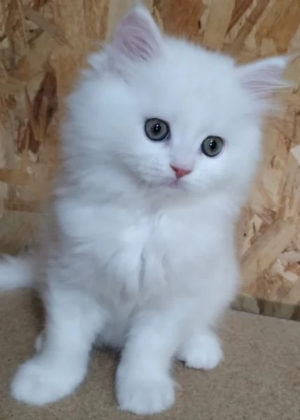Gattino figlio di persiani normotipici maschio  | Foto 0