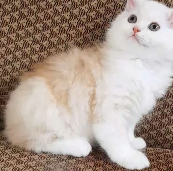Cucciolo figlio di persiani normotipici  maschio  | Foto 5