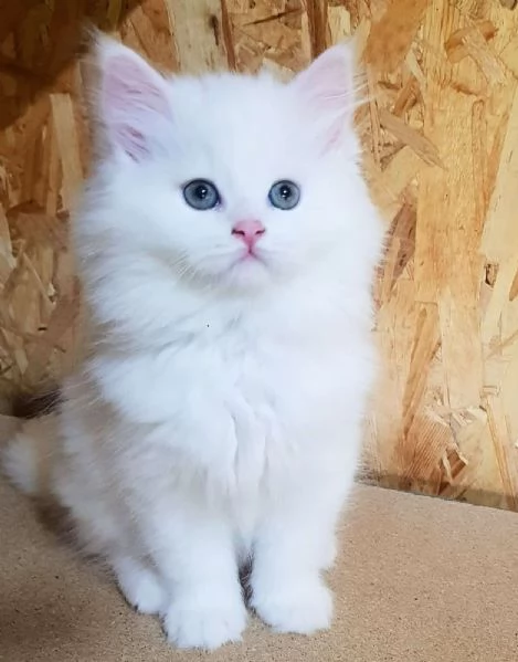 Gattino figlio d gatti persiani normotipici maschio  | Foto 5