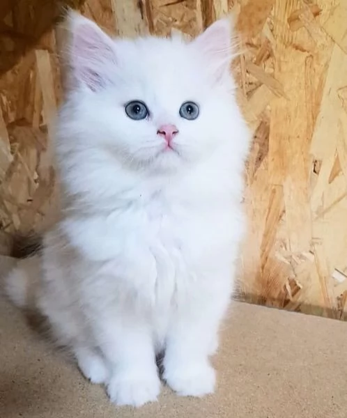 Gattino figlio d gatti persiani normotipici maschio  | Foto 4