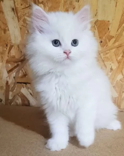 Gattino figlio d gatti persiani normotipici maschio  | Foto 3