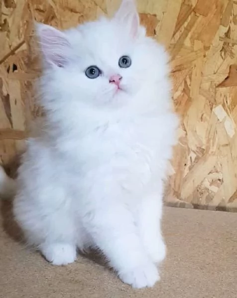 Gattino figlio d gatti persiani normotipici maschio  | Foto 2