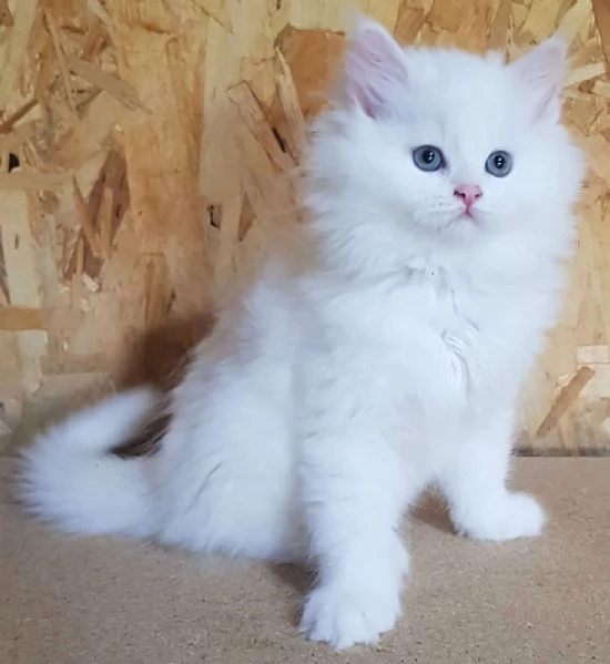 Gattino figlio d gatti persiani normotipici maschio  | Foto 1