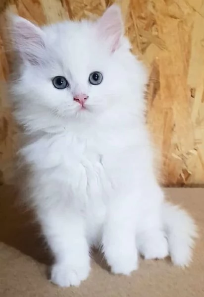 Gattino figlio d gatti persiani normotipici maschio 