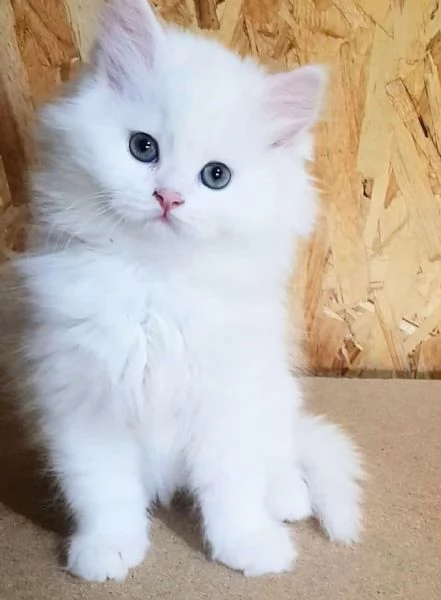 Gattino figlio d gatti persiani normotipici maschio  | Foto 0