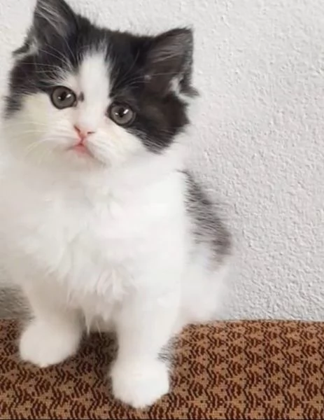 Gattina figlia di persiani normotipici femmina  | Foto 4