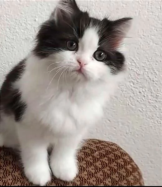 Cucciola di persiani normotipici femmina  | Foto 2