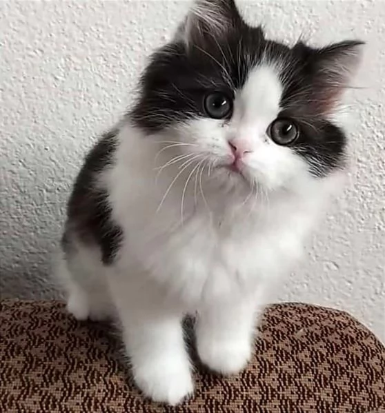 Cucciola di persiani normotipici femmina 