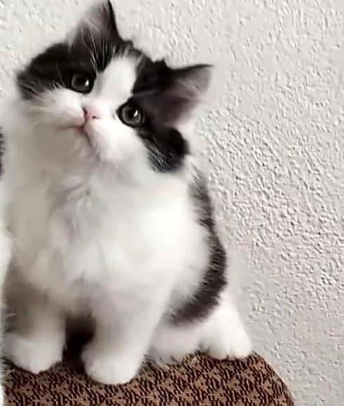 Cucciola di persiani normotipici femmina  | Foto 1