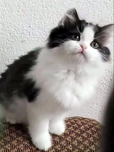 Cucciola di persiani normotipici femmina  | Foto 0