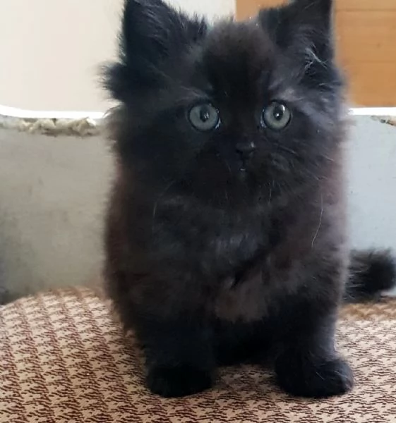 Gattina femmina cucciola di persiani normotipici  | Foto 2