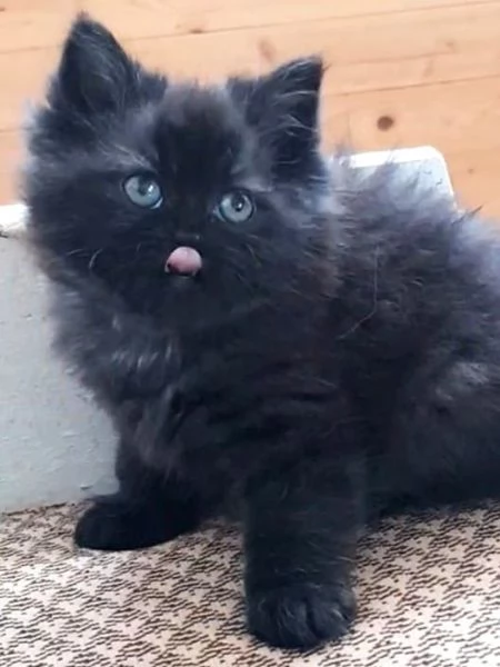 Gattina femmina cucciola di persiani normotipici  | Foto 1