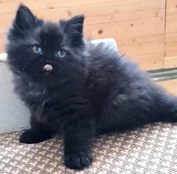 Gattina femmina cucciola di persiani normotipici  | Foto 0