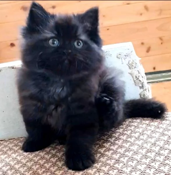 Gattina femmina cucciola di persiani normotipici 