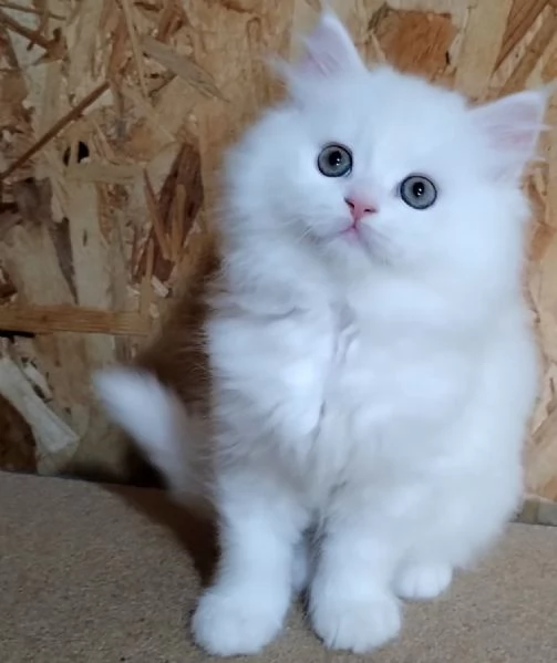 Gattino maschio cucciolo di persiani normotipici  | Foto 5