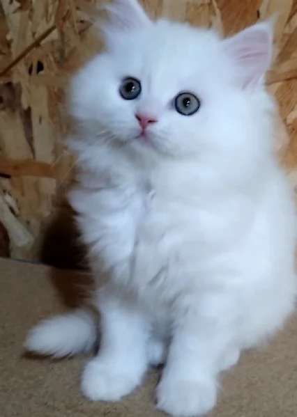 Gattino maschio cucciolo di persiani normotipici 