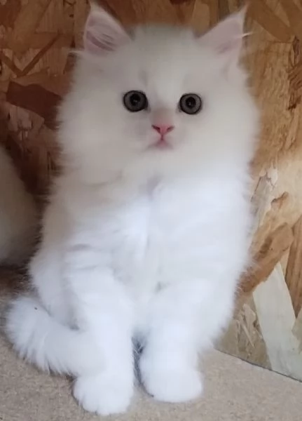 Gattino maschio cucciolo di persiani normotipici  | Foto 4