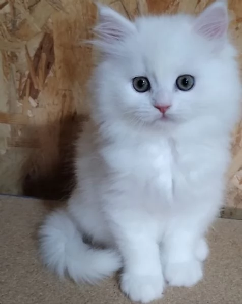 Gattino maschio cucciolo di persiani normotipici  | Foto 3